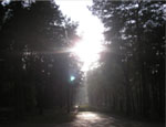 Woods near Sachsenhausen  Camp